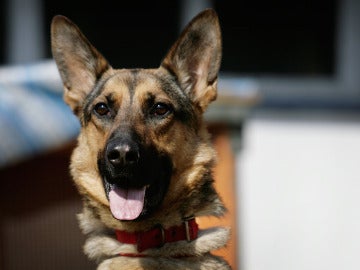 Un perro de raza pastor alemán