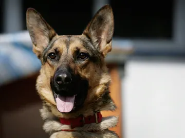 Un perro de raza pastor alemán Un perro de raza pastor alemán
