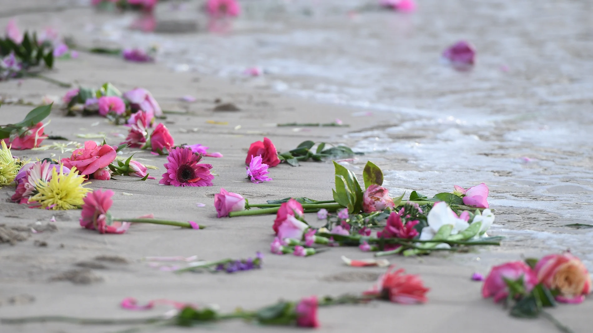 Familiares y amigos se reúnen en la playa Freshwater para hacer una vigilia con velas y flores rosadas en honor a Justine Damond, en Sídney Familiares y amigos se reúnen en la playa Freshwater para hacer una vigilia con velas y flores rosadas en honor a Justine Damond, en Sídney