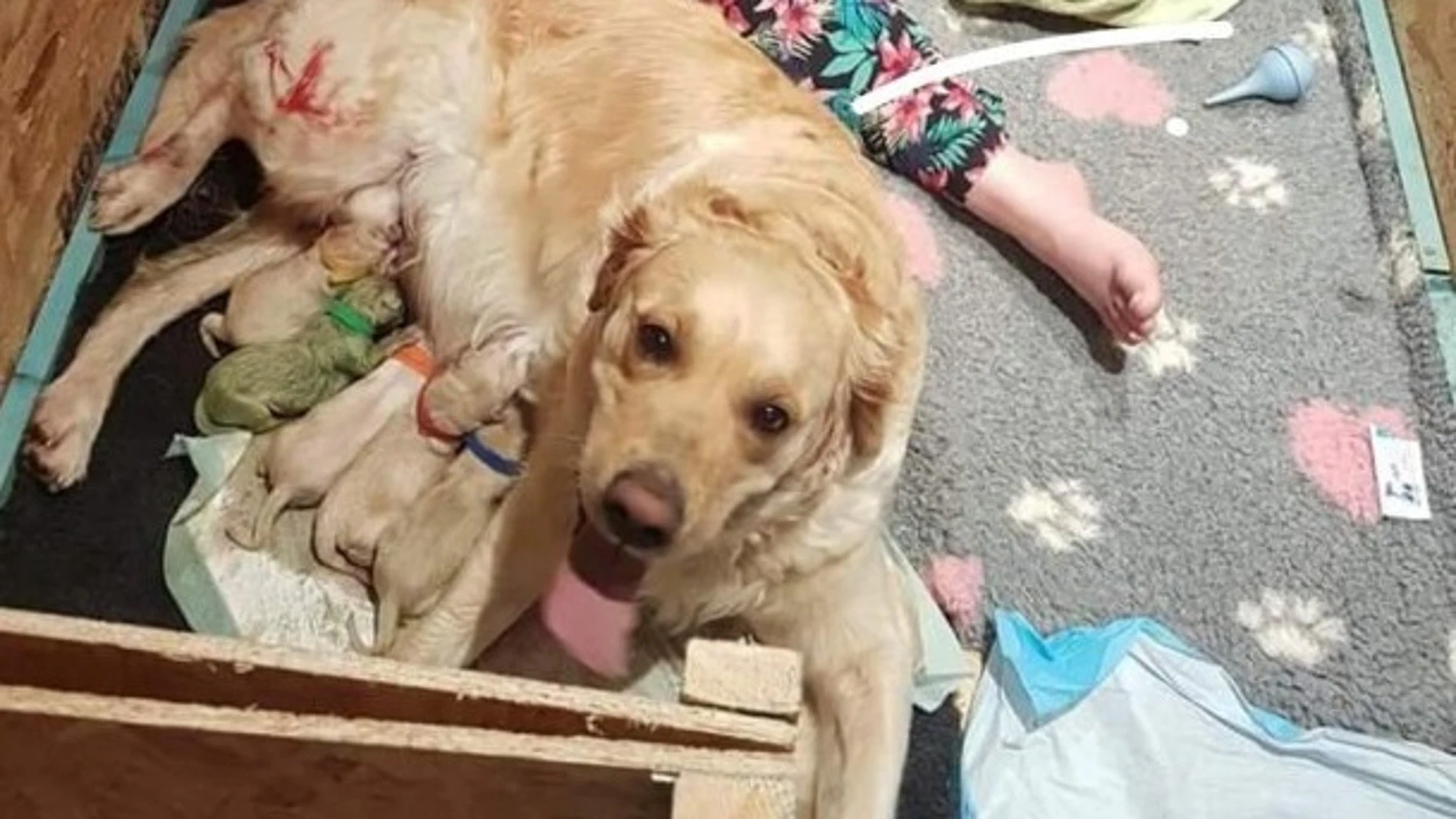 'Forest', el cachorro verde 'Forest', el cachorro verde