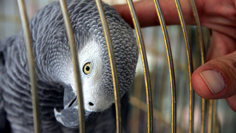 Un loro gris