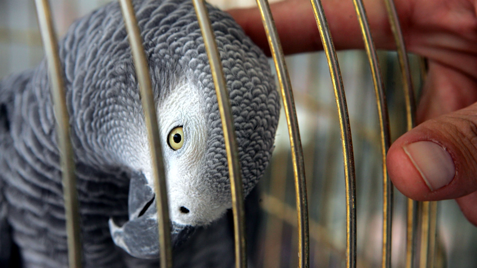Un loro gris Un loro gris