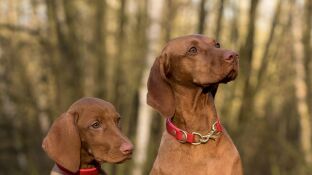 Perros con collares
