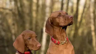 Perros con collares Perros con collares