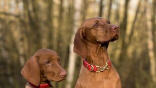 Perros con collares