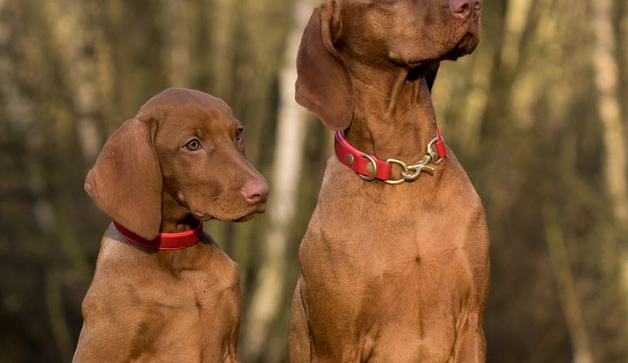 Perros con collares