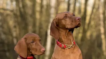 Perros con collares Perros con collares