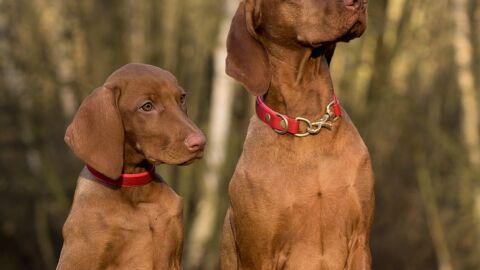 Perros con collares