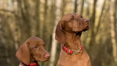 Estos collares para tu perro están prohibidos; si los usas podrían multarte con hasta 50.000 euros Estos collares para tu perro están prohibidos; si los usas podrían multarte con hasta 50.000 euros