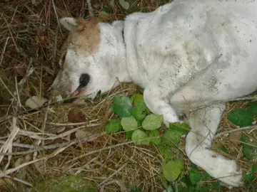 Perro herido Perro herido