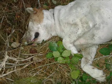 Perro herido Perro herido