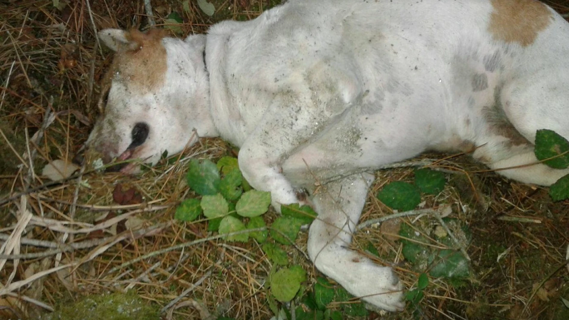 Perro herido Perro herido
