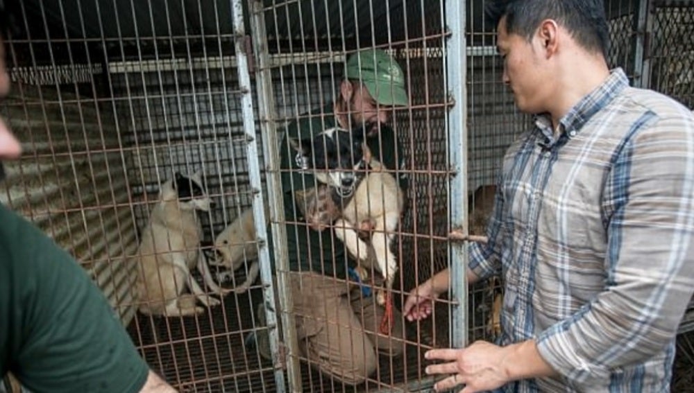 Granjas de perro Corea del Sur