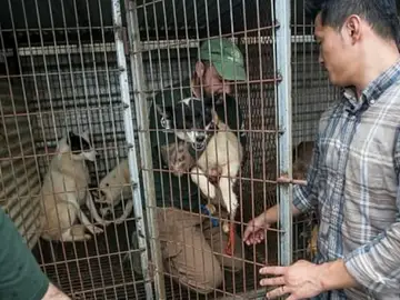 Granjas de perro Corea del Sur Granjas de perro Corea del Sur