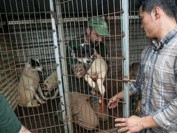 Granjas de perro Corea del Sur Granjas de perro Corea del Sur
