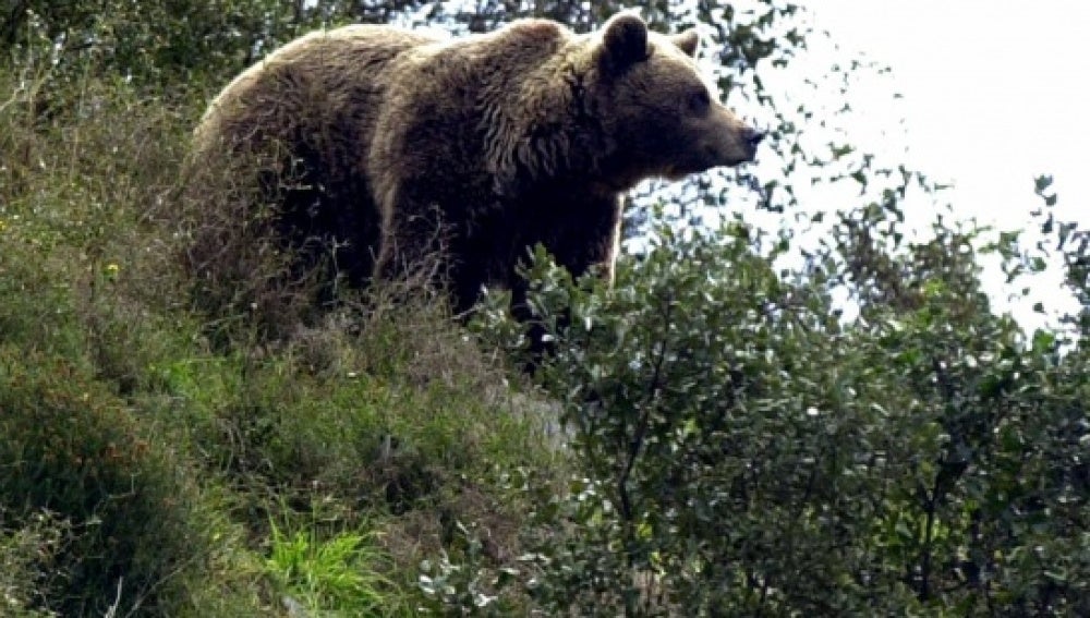 Oso