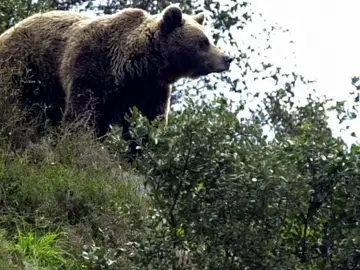 Oso Oso