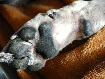 Pata de perro, imagen de archivo Pata de perro, imagen de archivo