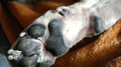 La Guardia Civil investiga al dueño de un perro semienterrado y con graves lesiones por golpes 