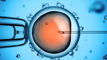 Embriones humanos