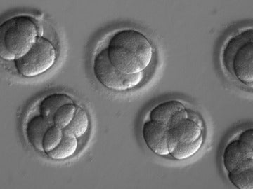 Reparan una mutación genética en embriones humanos de forma eficiente