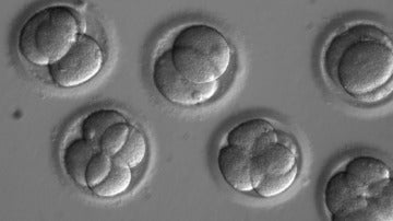 Reparan una mutación genética en embriones humanos de forma eficiente