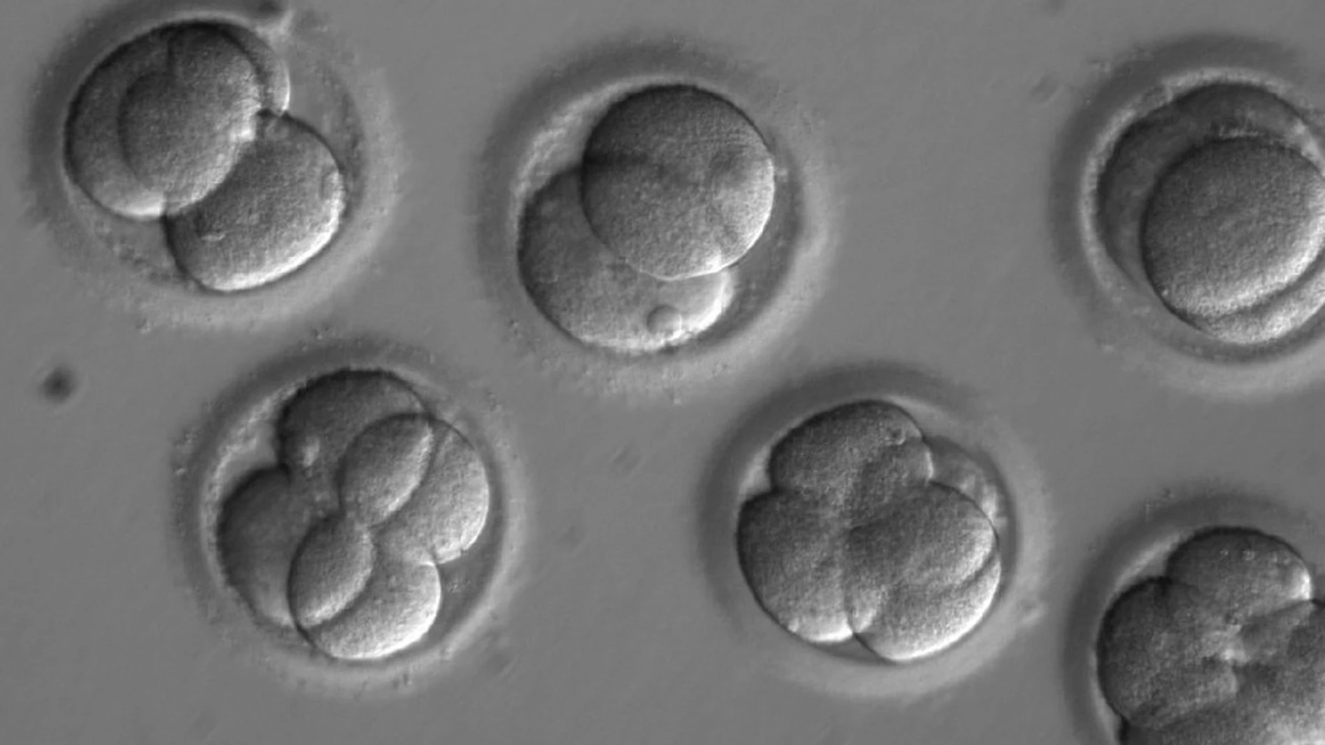 Reparan una mutación genética en embriones humanos de forma eficiente Reparan una mutación genética en embriones humanos de forma eficiente