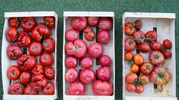 tomates_domezain