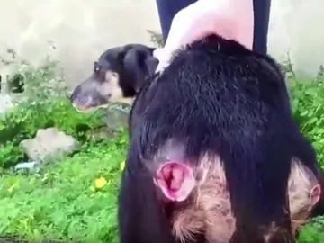 Perro con heridas rescatado Perro con heridas rescatado