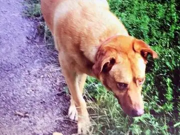 Tony, el primer perro que pone una reclamación a una aerolínea Tony, el primer perro que pone una reclamación a una aerolínea