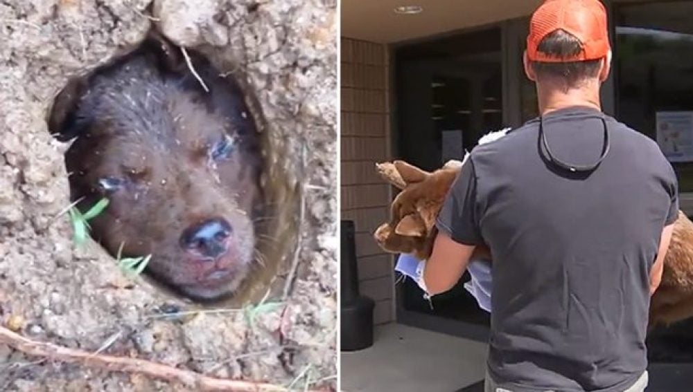La perrita Lulu y el hombre que la rescató