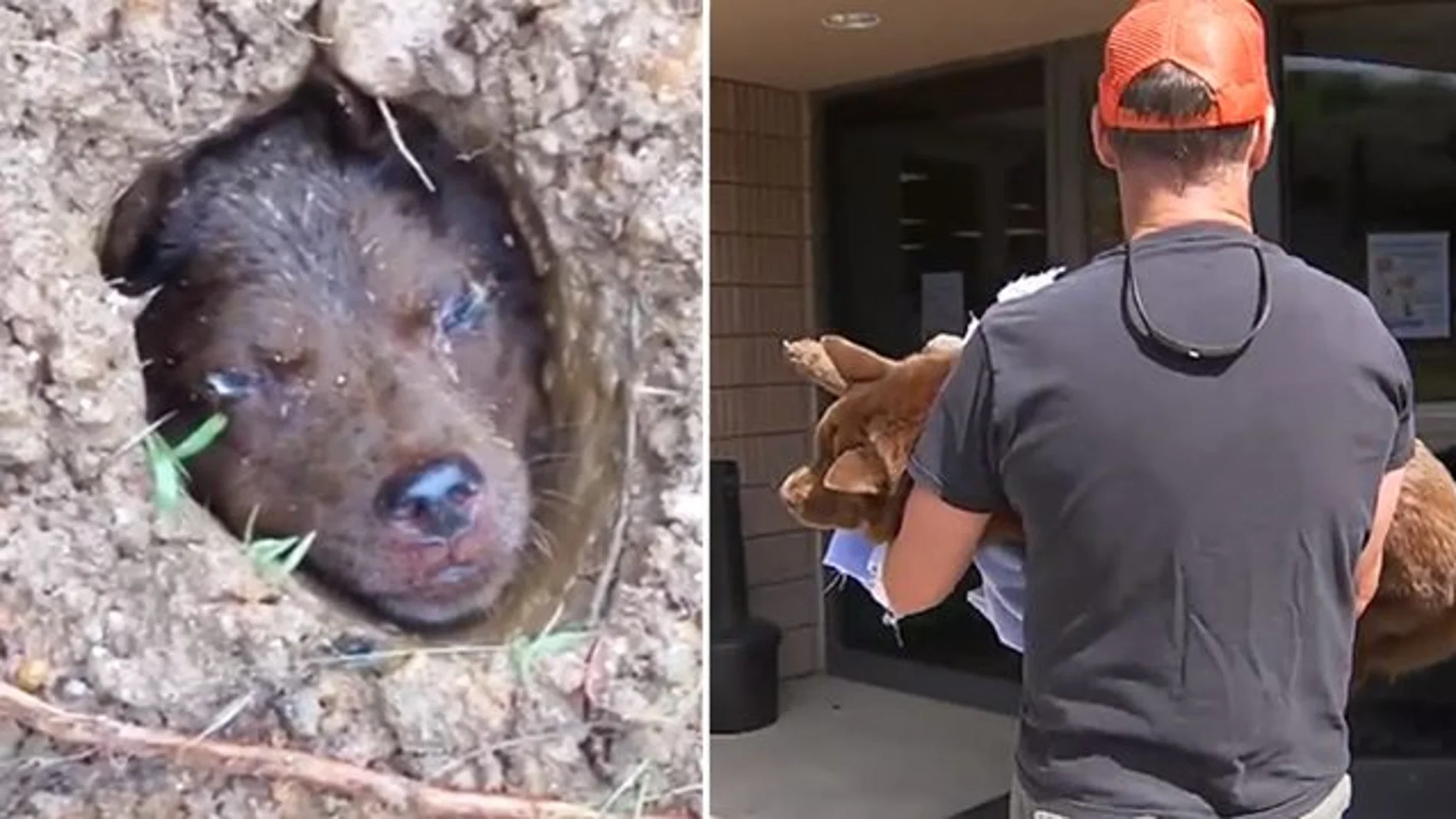 La perrita Lulu y el hombre que la rescató La perrita Lulu y el hombre que la rescató