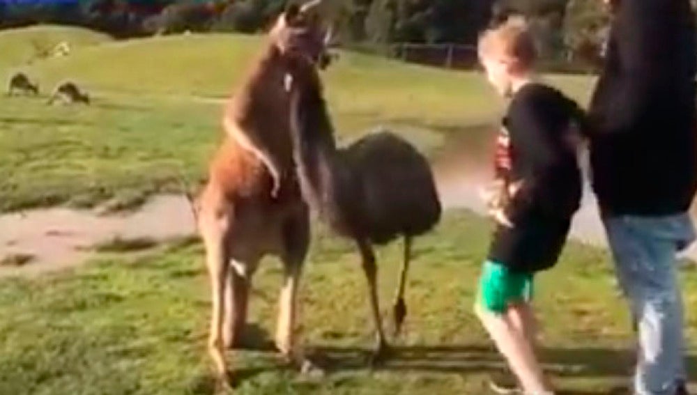Un canguro da un puñetazo a un niño
