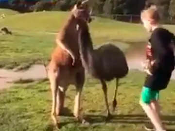 Un canguro da un puñetazo a un niño Un canguro da un puñetazo a un niño