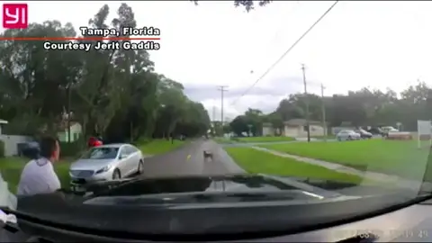 Un perro reacciona desesperadamente cuando su dueño le abandona sin escrúpulos en medio de la carretera Un perro reacciona desesperadamente cuando su dueño le abandona sin escrúpulos en medio de la carretera