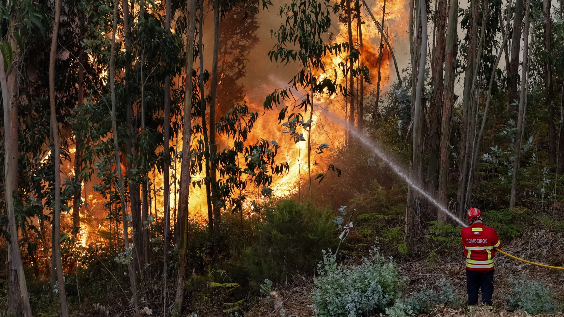Incendio cerca de Coimbra Incendio cerca de Coimbra