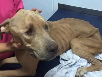 Rescatan a un perro al que unos menores maltrataban Rescatan a un perro al que unos menores maltrataban