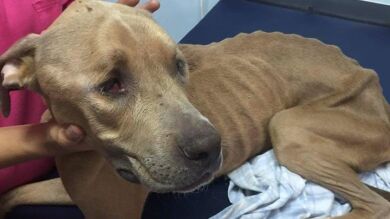 Rescatan a un perro maltratado por dos menores al que le lanzaron piedras por 'diversión'