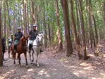 La Guardia Civil intensifica la vigilancia en el Camino de Santiago con patrullas a caballo La Guardia Civil intensifica la vigilancia en el Camino de Santiago con patrullas a caballo
