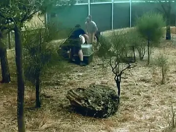 Así fueron evacuados los linces de El Acebuche durante el incendio de Doñana Así fueron evacuados los linces de El Acebuche durante el incendio de Doñana