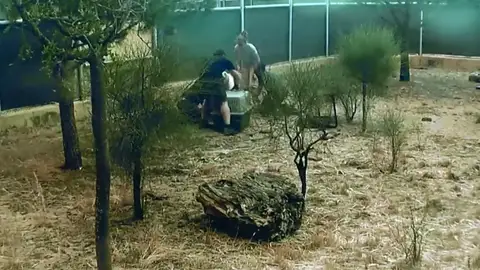 Así fueron evacuados los linces de El Acebuche durante el incendio de Doñana Así fueron evacuados los linces de El Acebuche durante el incendio de Doñana