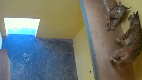 Así fueron evacuados los linces de El Acebuche durante el incendio de Doñana Así fueron evacuados los linces de El Acebuche durante el incendio de Doñana