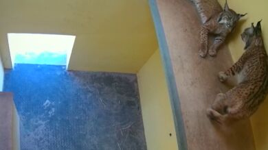 Así fueron evacuados los linces de El Acebuche durante el incendio de Doñana