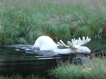 Una de las imágenes del alce blanco Una de las imágenes del alce blanco
