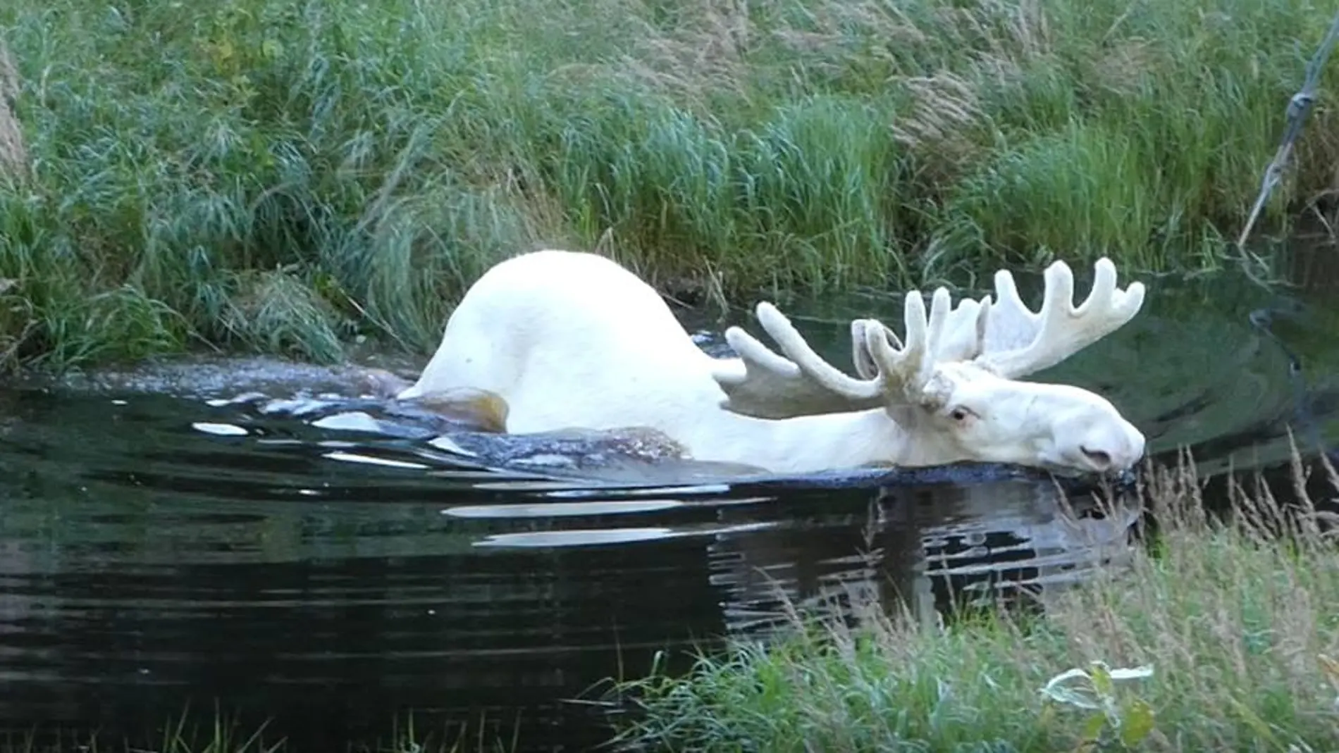 Una de las imágenes del alce blanco Una de las imágenes del alce blanco