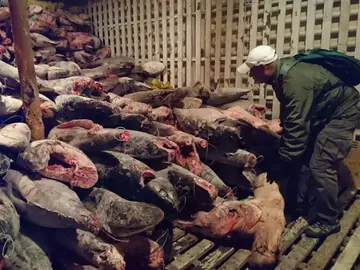 Las especies protegidas halladas en el interior de un barco chino Las especies protegidas halladas en el interior de un barco chino