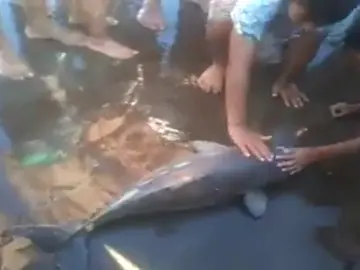 Muere una cría de delfín en una playa después de ser manoseada y fotografiada por los bañistas Muere una cría de delfín en una playa después de ser manoseada y fotografiada por los bañistas