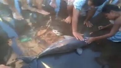 Muere una cría de delfín en una playa después de ser manoseada y fotografiada por los bañistas