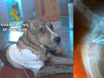 El perro herido El perro herido