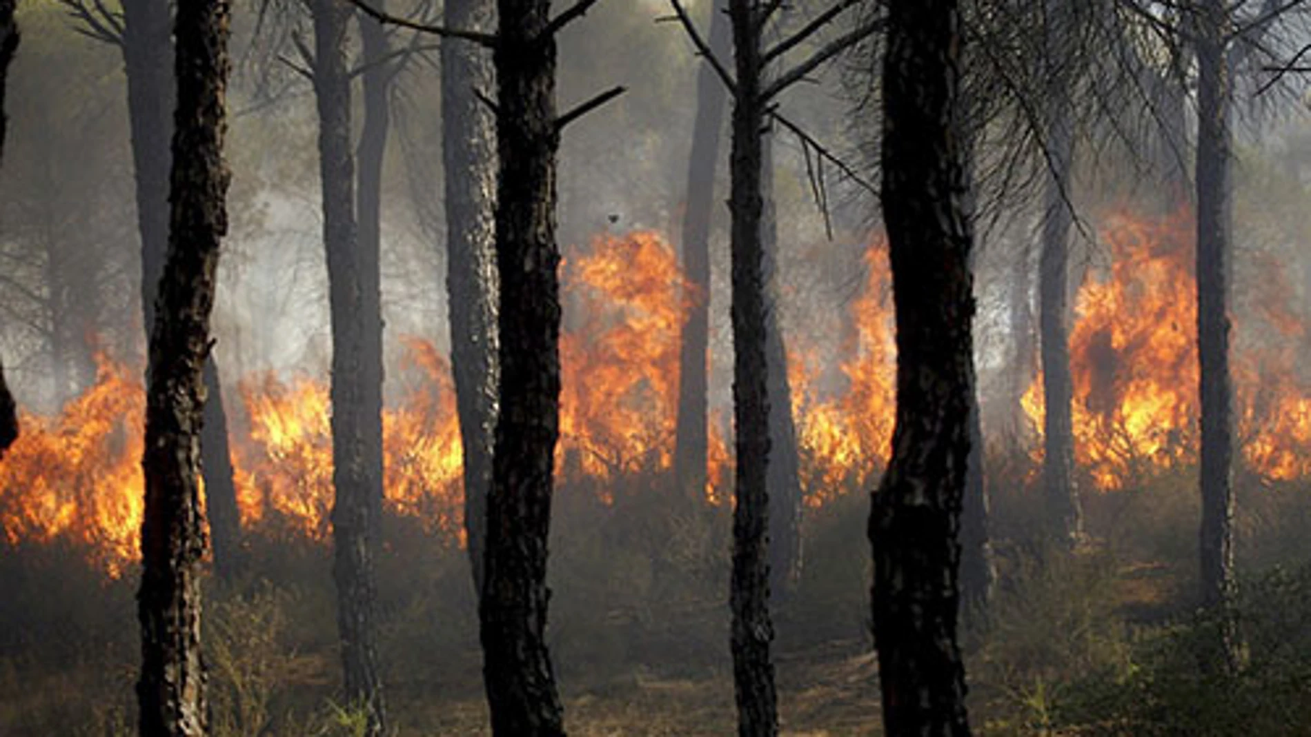Incendio en Cartaya, Huelva Incendio en Cartaya, Huelva